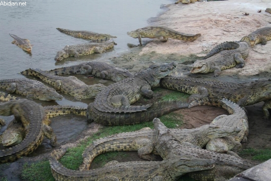 Yamoussoukro : Menace des caïmans sur les populations / Thiam Augustin, gouverneur du District : 